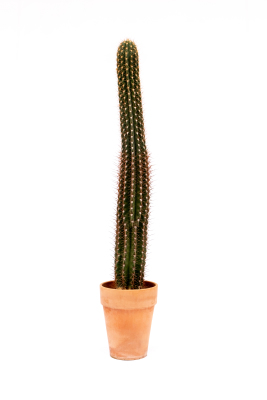 Cactus zuil